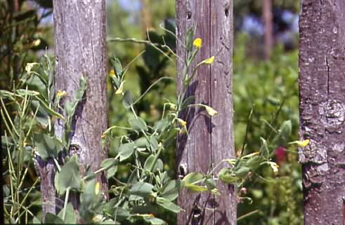 Lathyrus aphaca 1