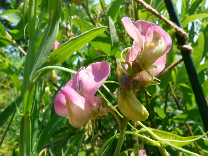 Lathyrus heterophyllus 1