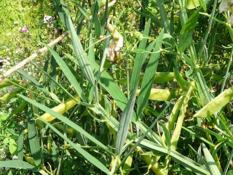 Lathyrus heterophyllus 2