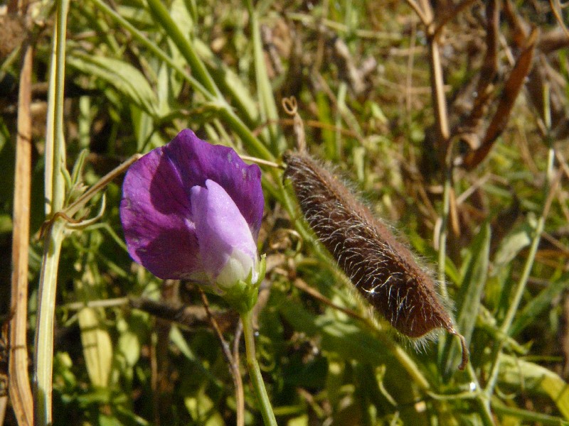 Lathyrus hirsutus 2