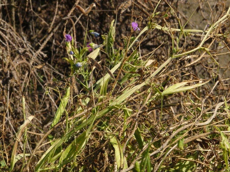 Lathyrus hirsutus 1