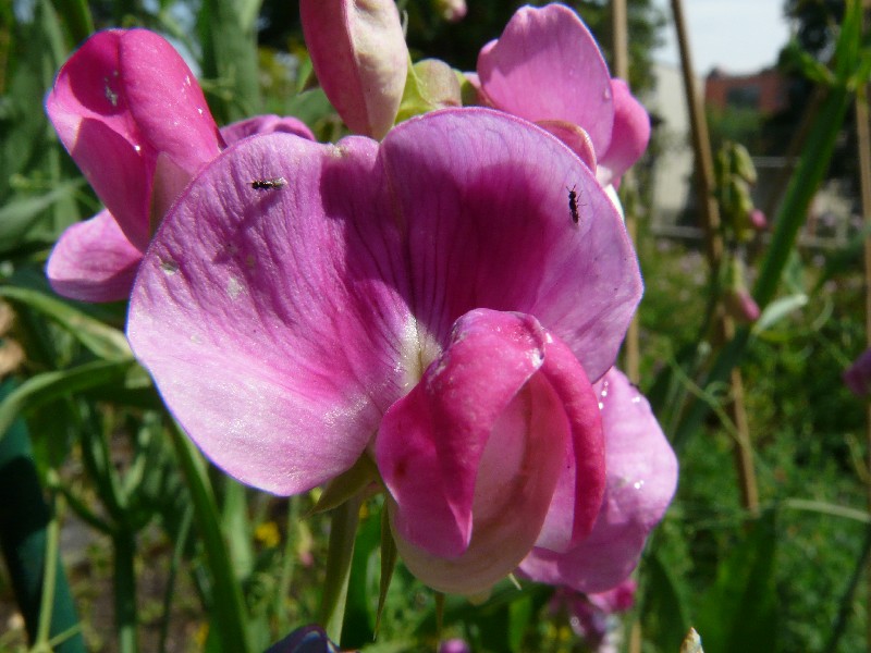 Lathyrus latifolius 2