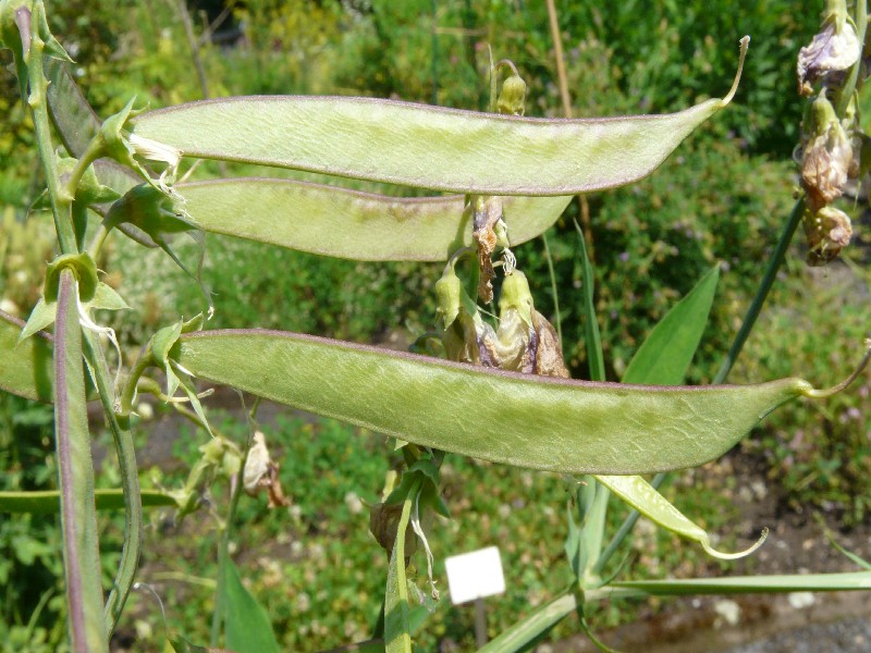 Lathyrus latifolius 3