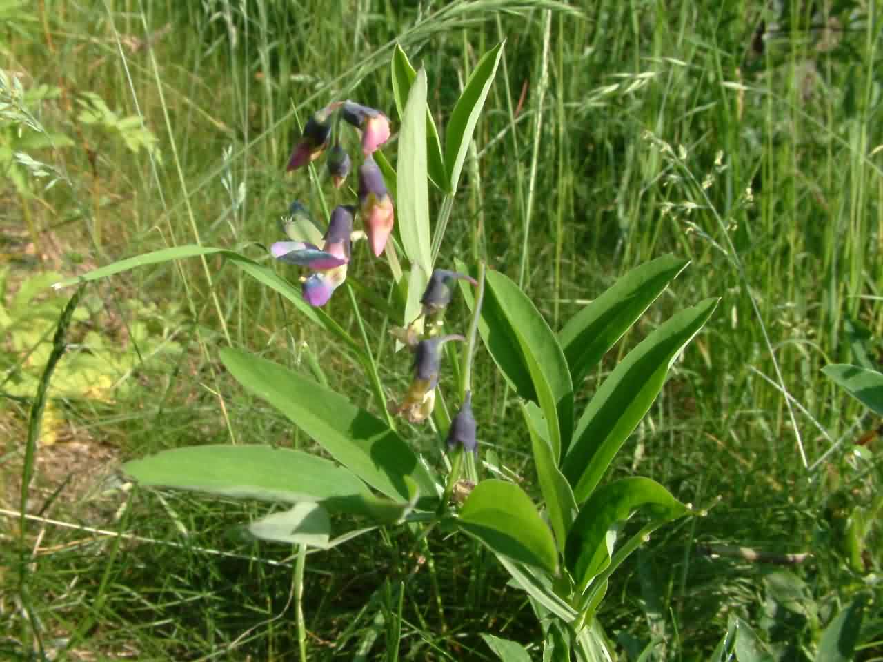 Lathyrus linifolius 1