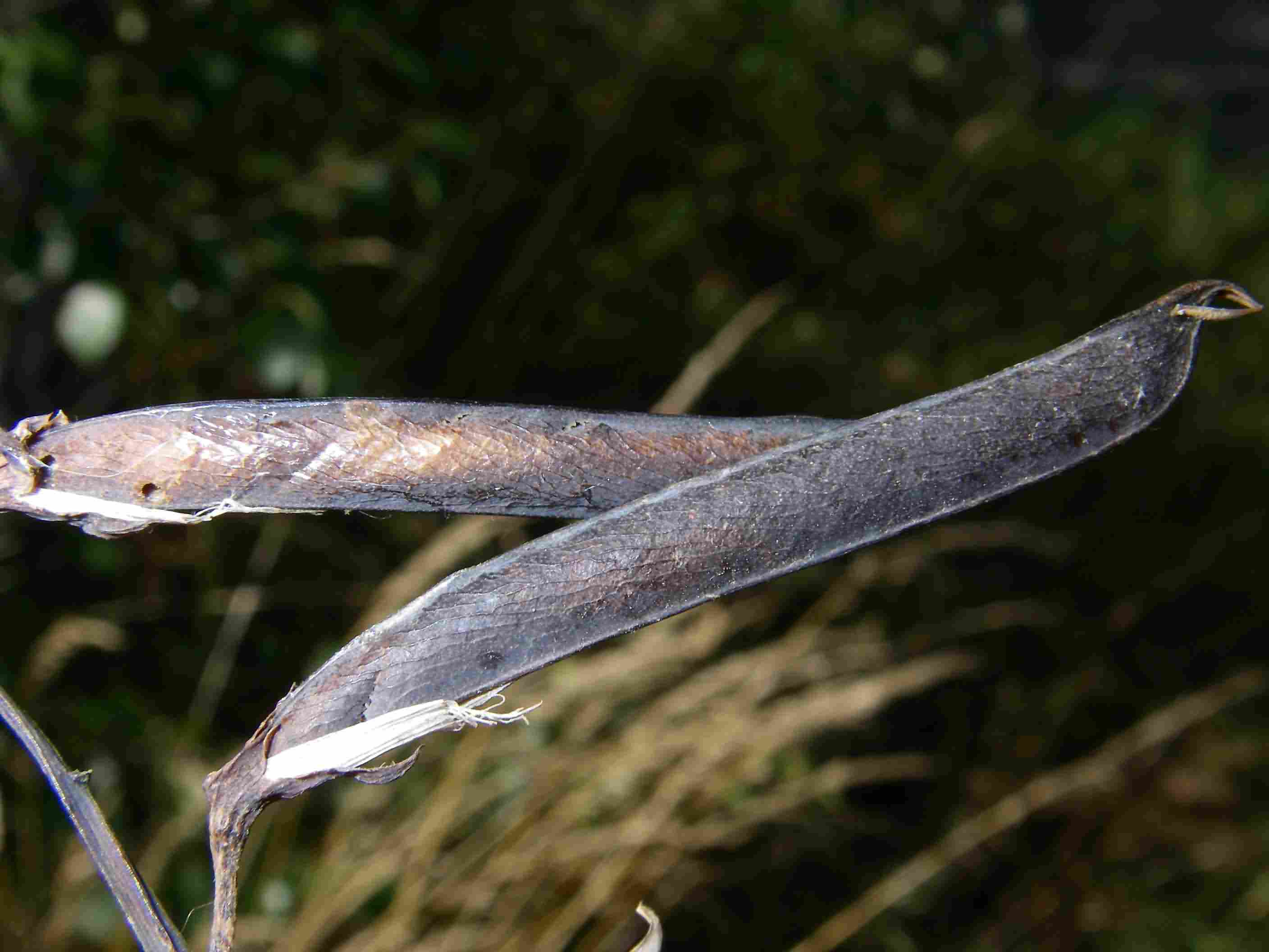 Lathyrus linifolius 3