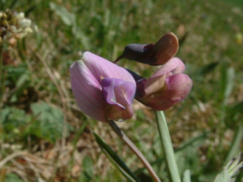 Lathyrus linifolius 2