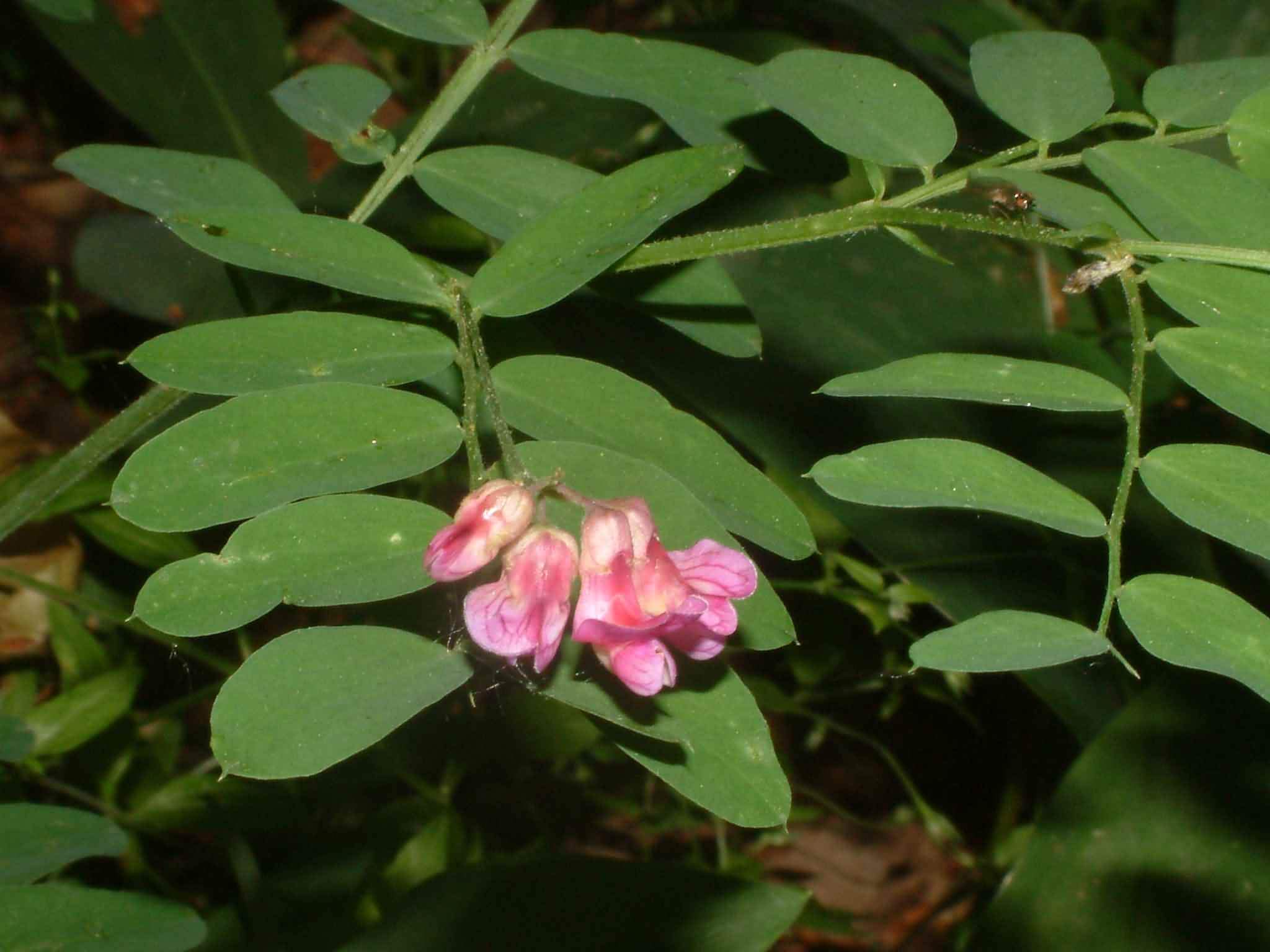 Lathyrus niger 1