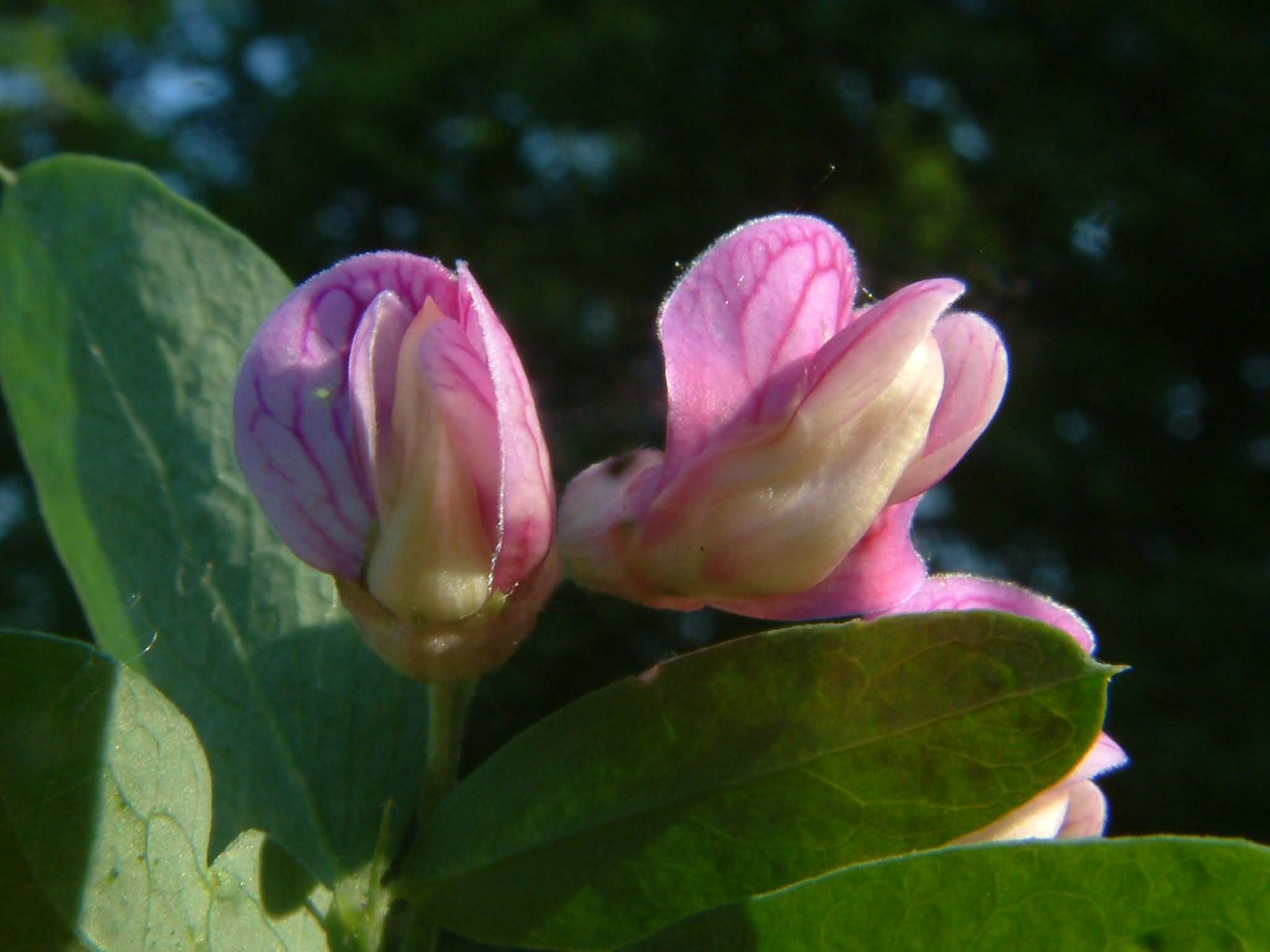 Lathyrus niger 2