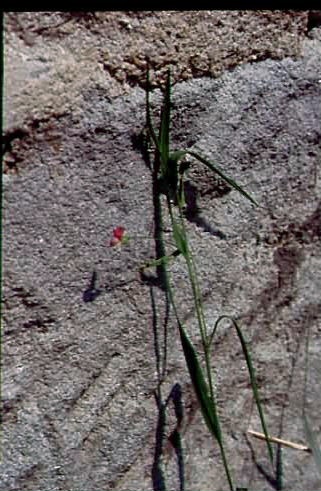 Lathyrus nissolia 1