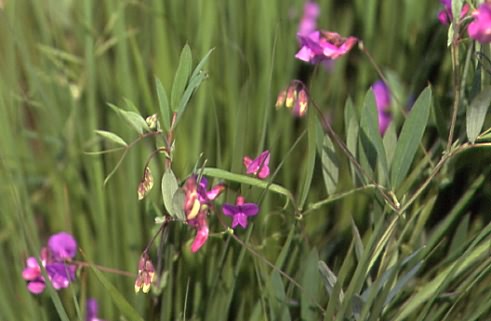 Lathyrus palustris 1