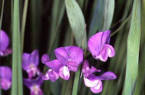 Lathyrus palustris 2