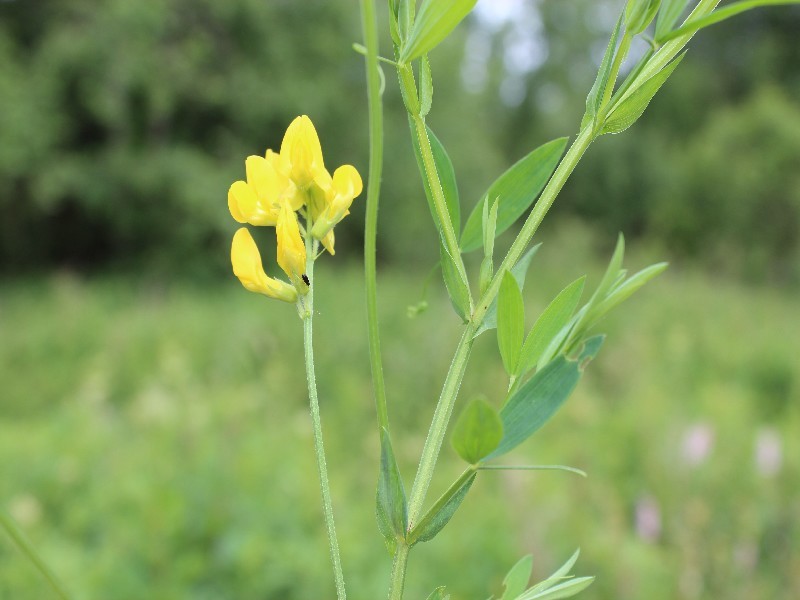 Lathyrus pratensis 1