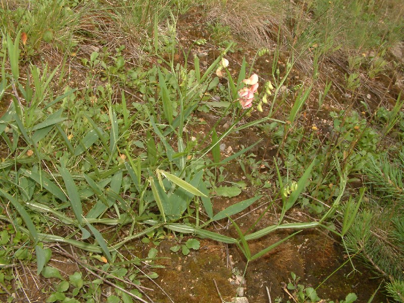 Lathyrus sylvestris 1