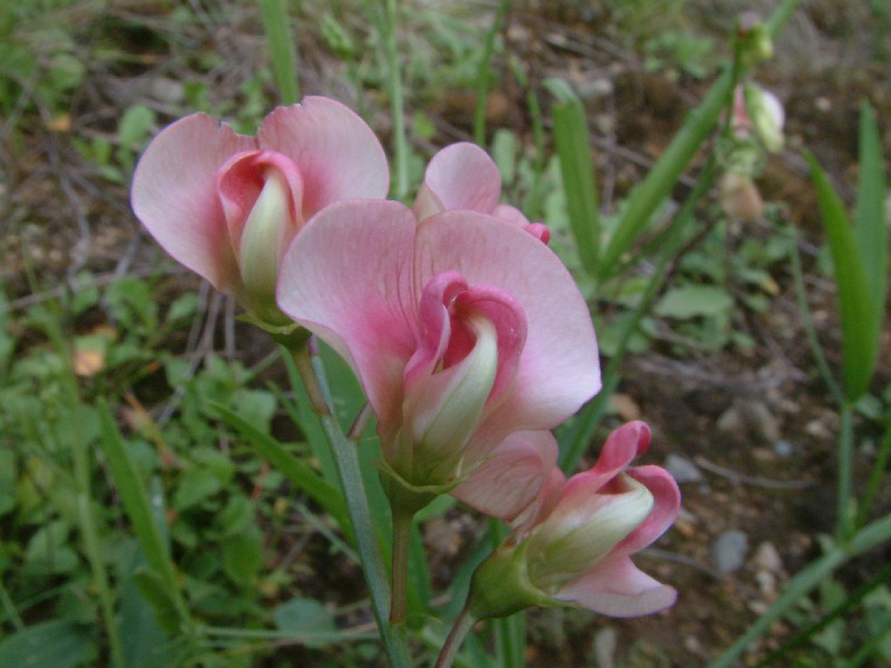 Lathyrus sylvestris 2