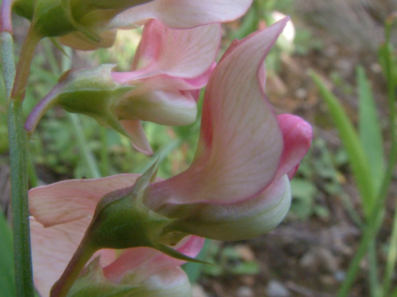 Lathyrus sylvestris 3