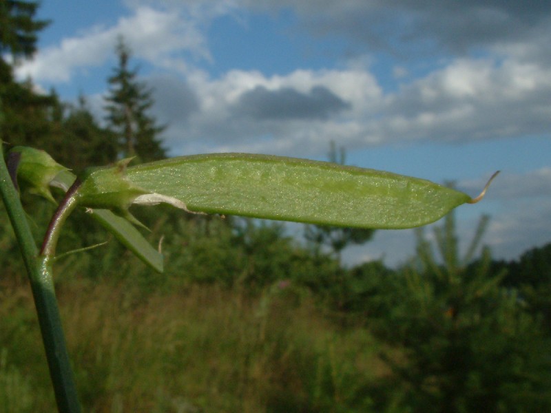 Lathyrus sylvestris 4