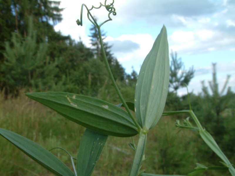 Lathyrus sylvestris 5