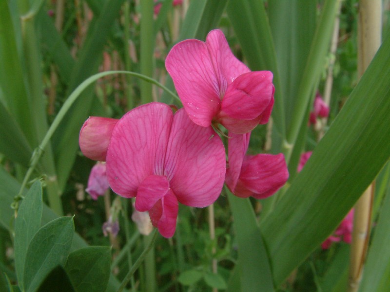 Lathyrus tuberosus 3