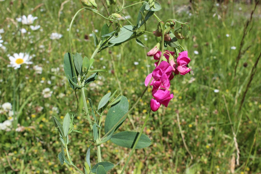 Lathyrus tuberosus 1