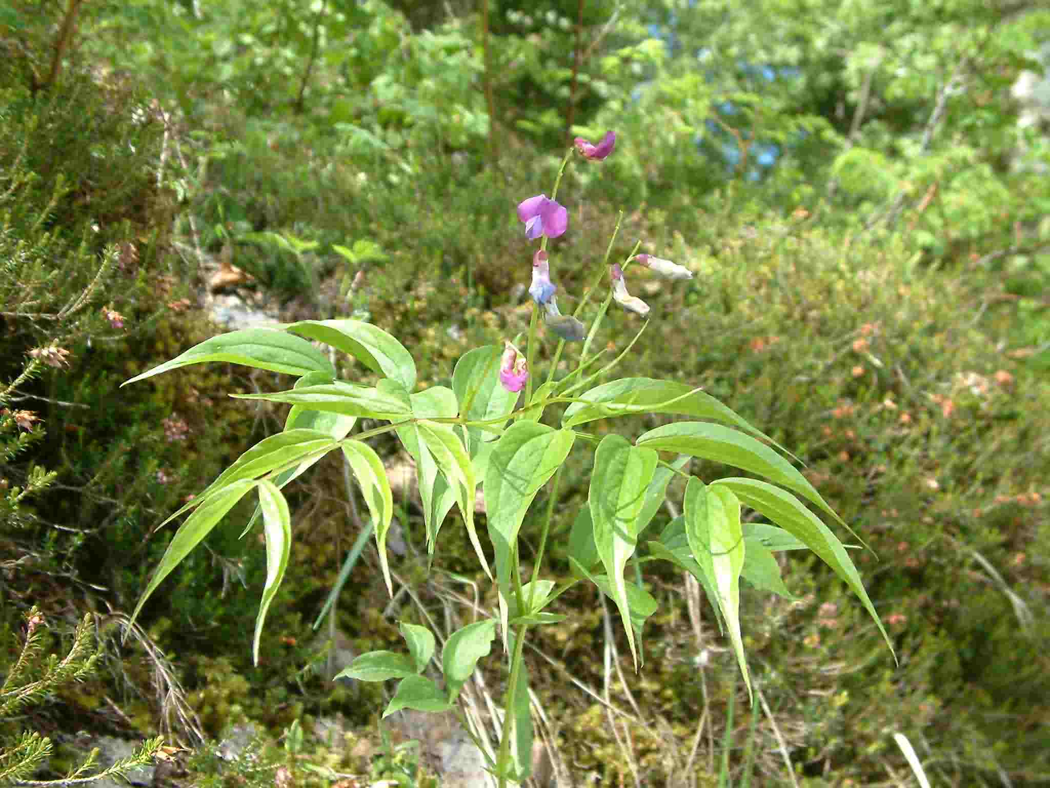 Lathyrus vernus 1