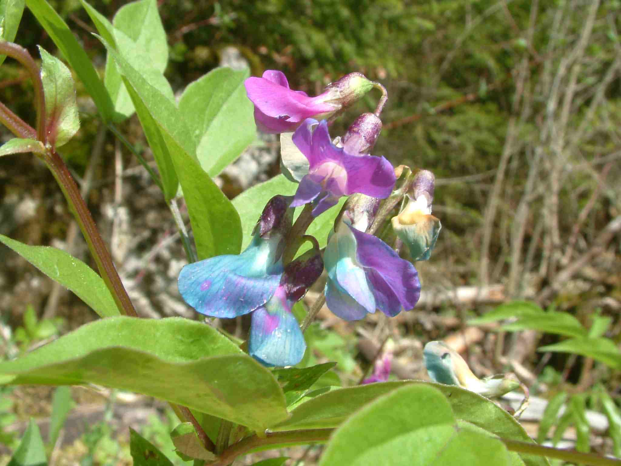 Lathyrus vernus 2