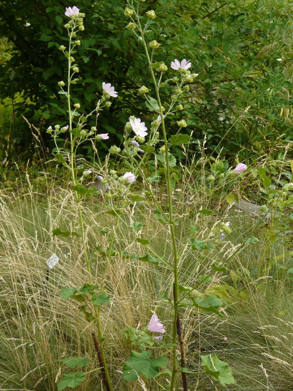 Lavatera thuringiaca 1