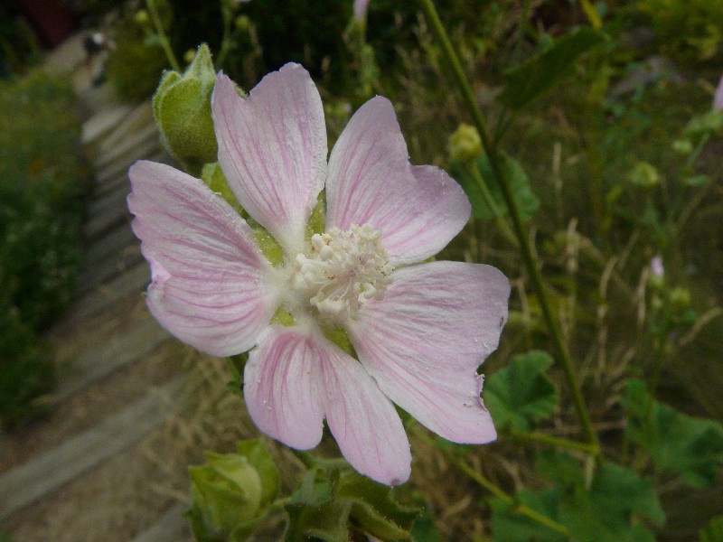 Lavatera thuringiaca 2