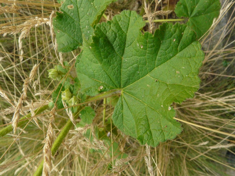 Lavatera thuringiaca 4