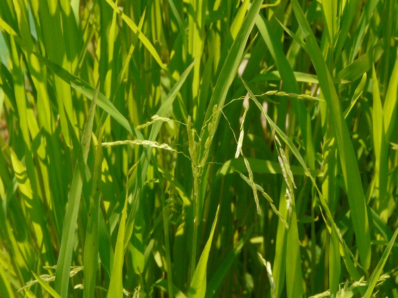 Leersia oryzoides