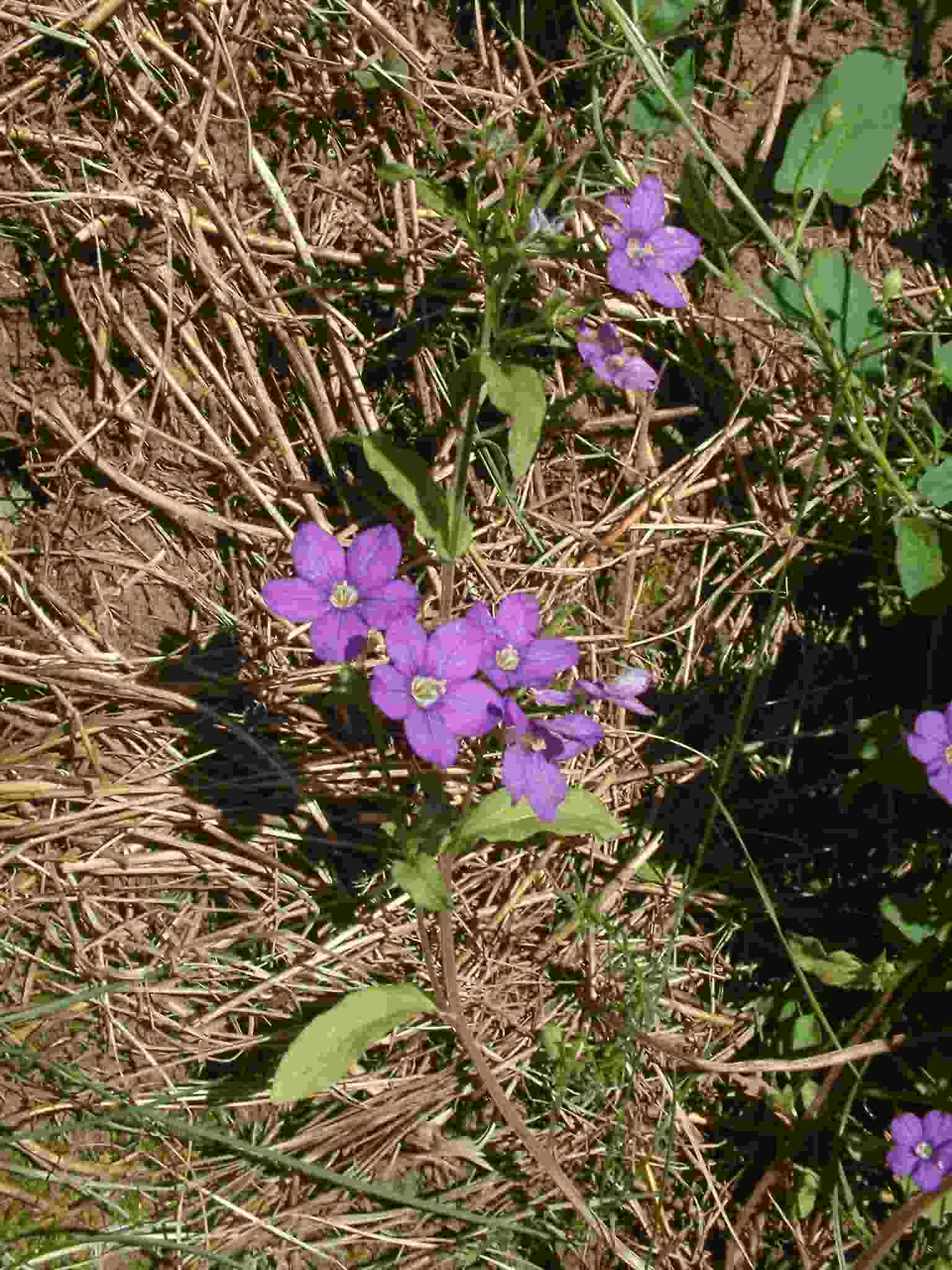 Legousia speculum-veneris