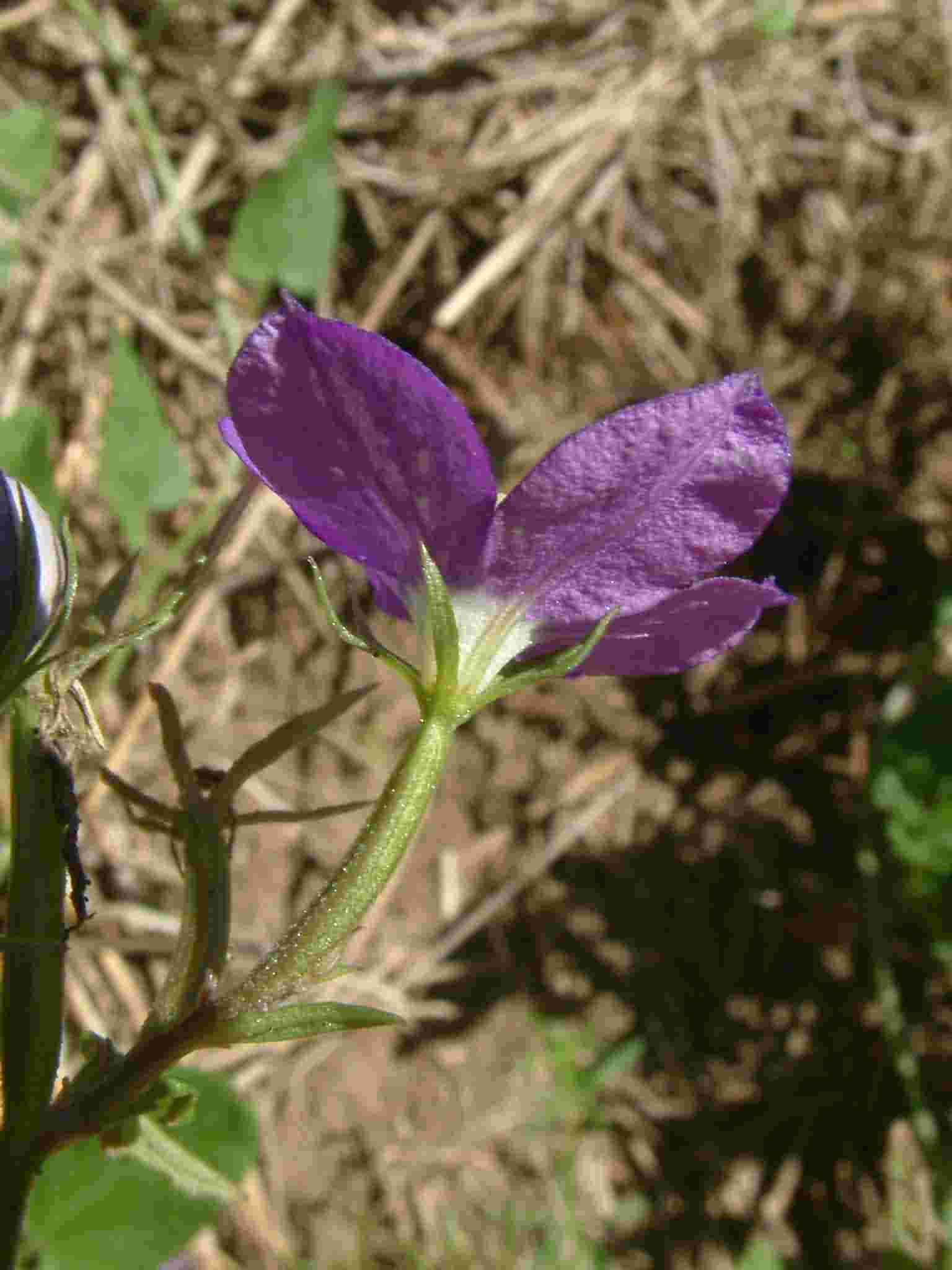 Legousia speculum-veneris 2