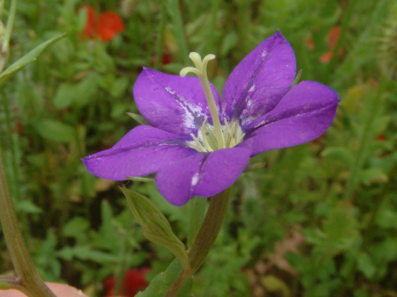 Legousia speculum-veneris 3