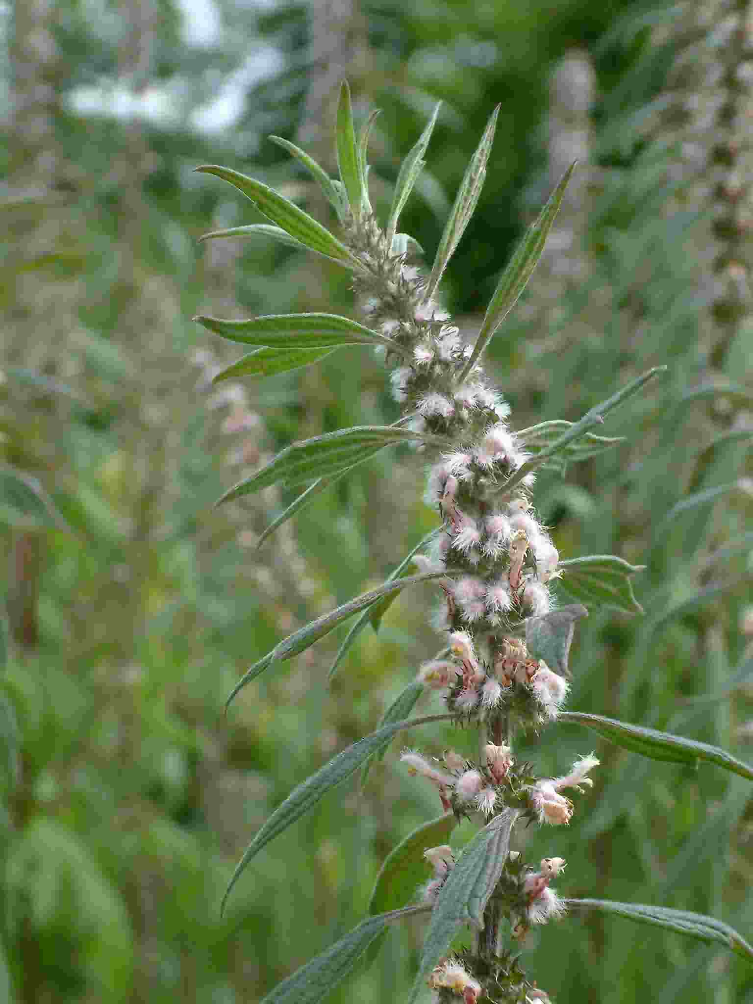 Leonurus cardiaca 1