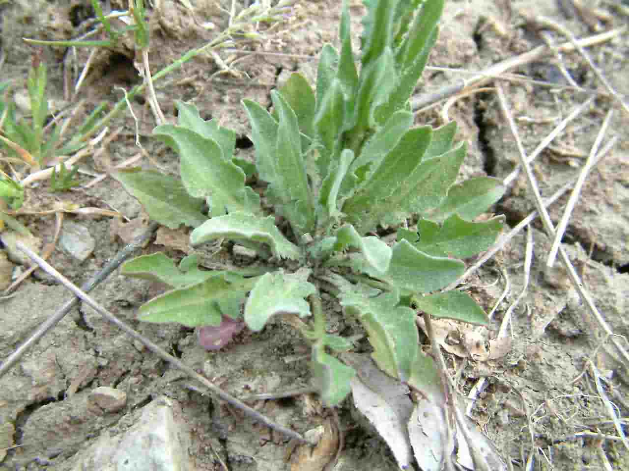 Lepidium campestre 5