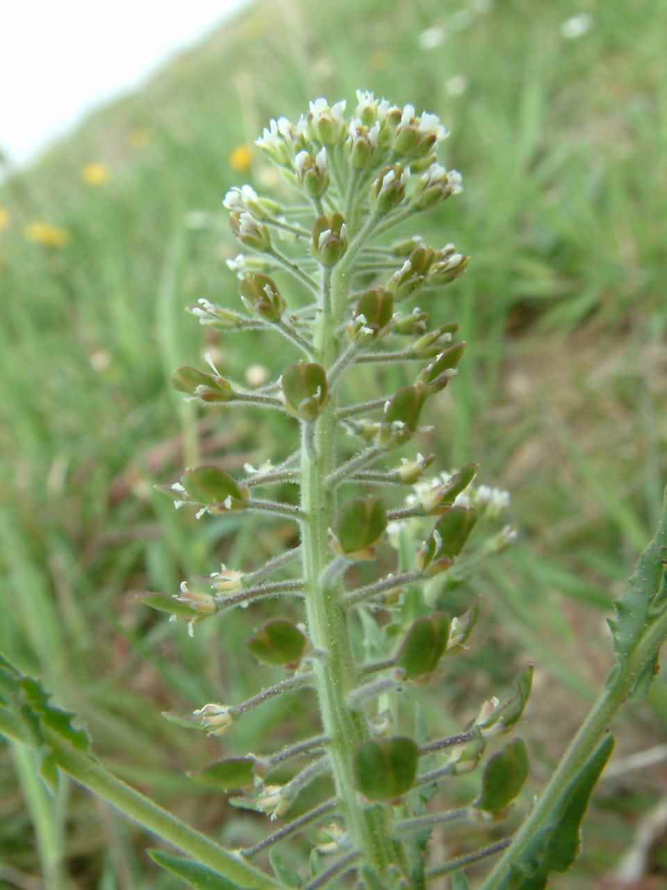 Lepidium campestre 3