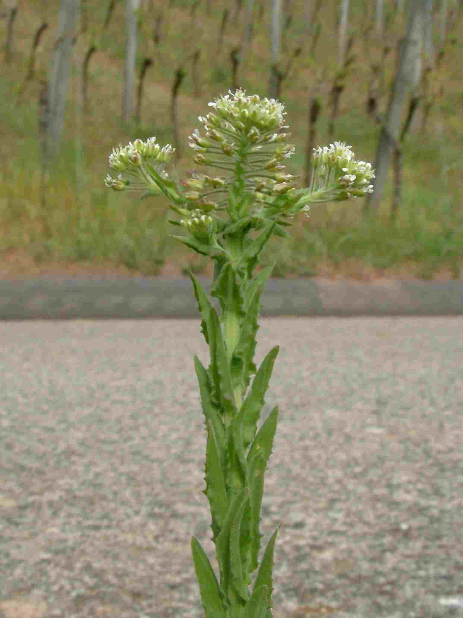 Lepidium campestre 2