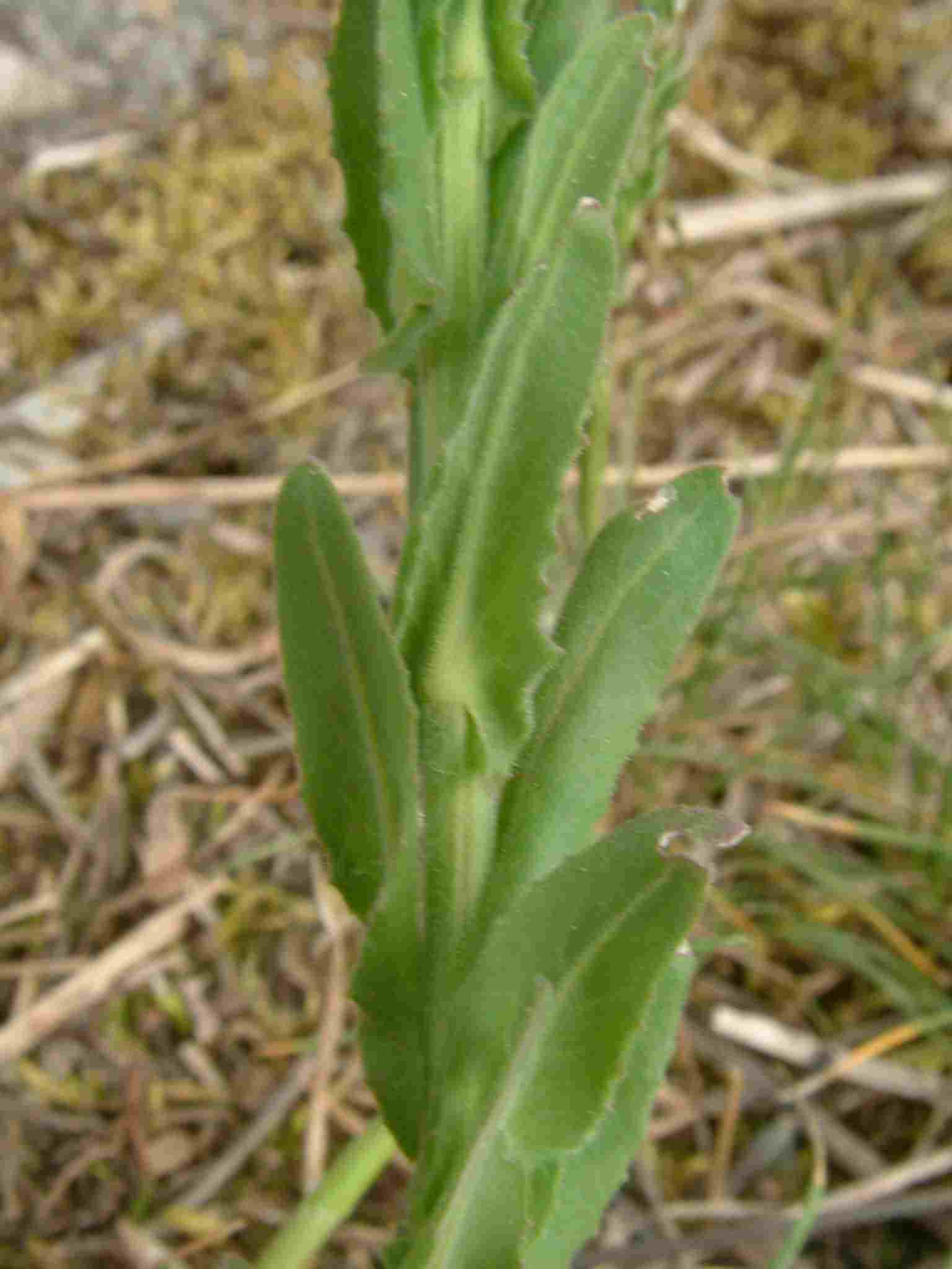 Lepidium campestre 4