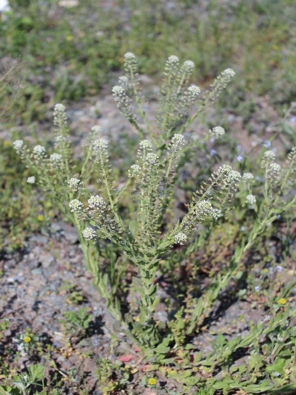 Lepidium campestre 1