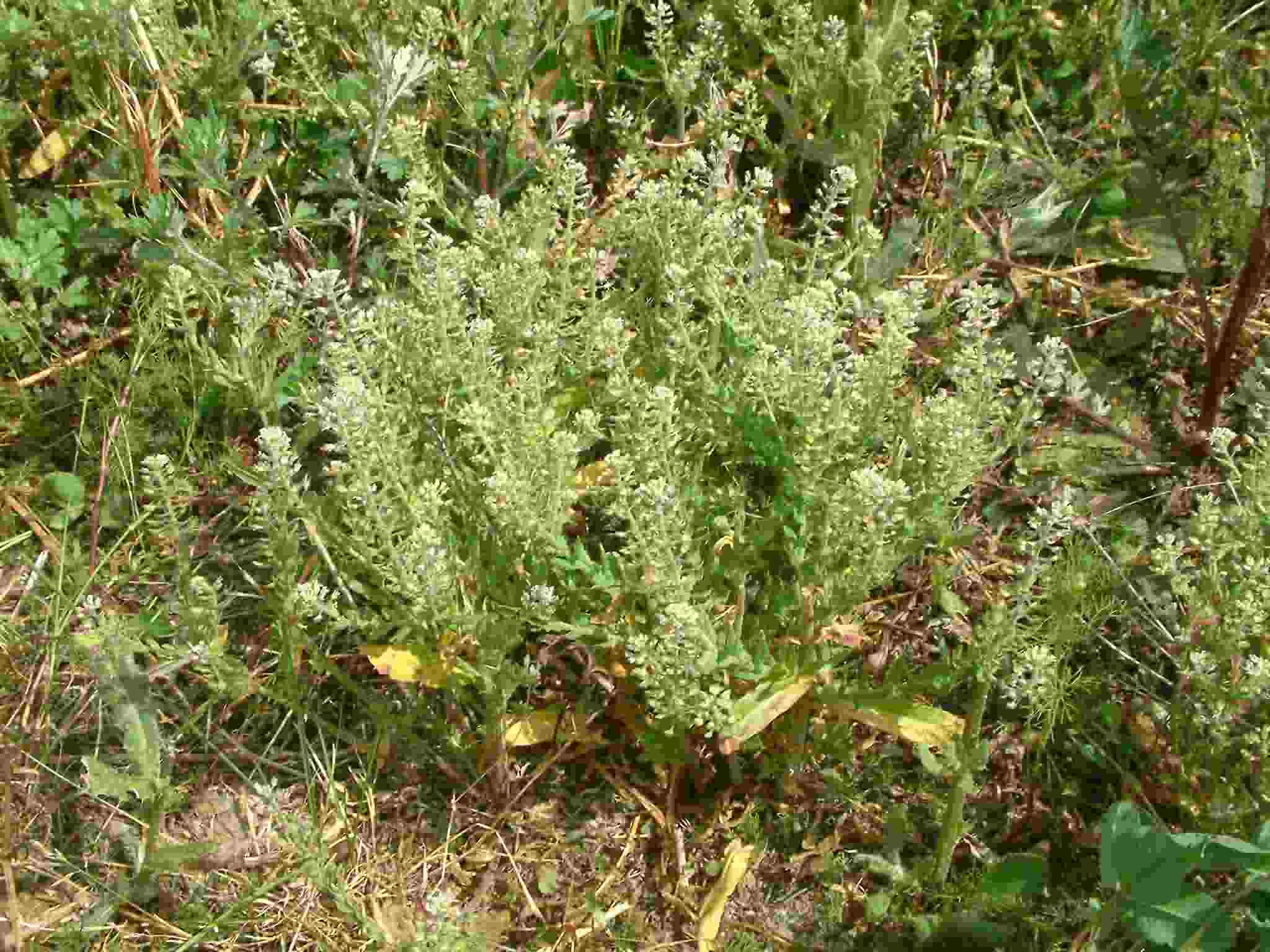 Lepidium heterophyllum 2