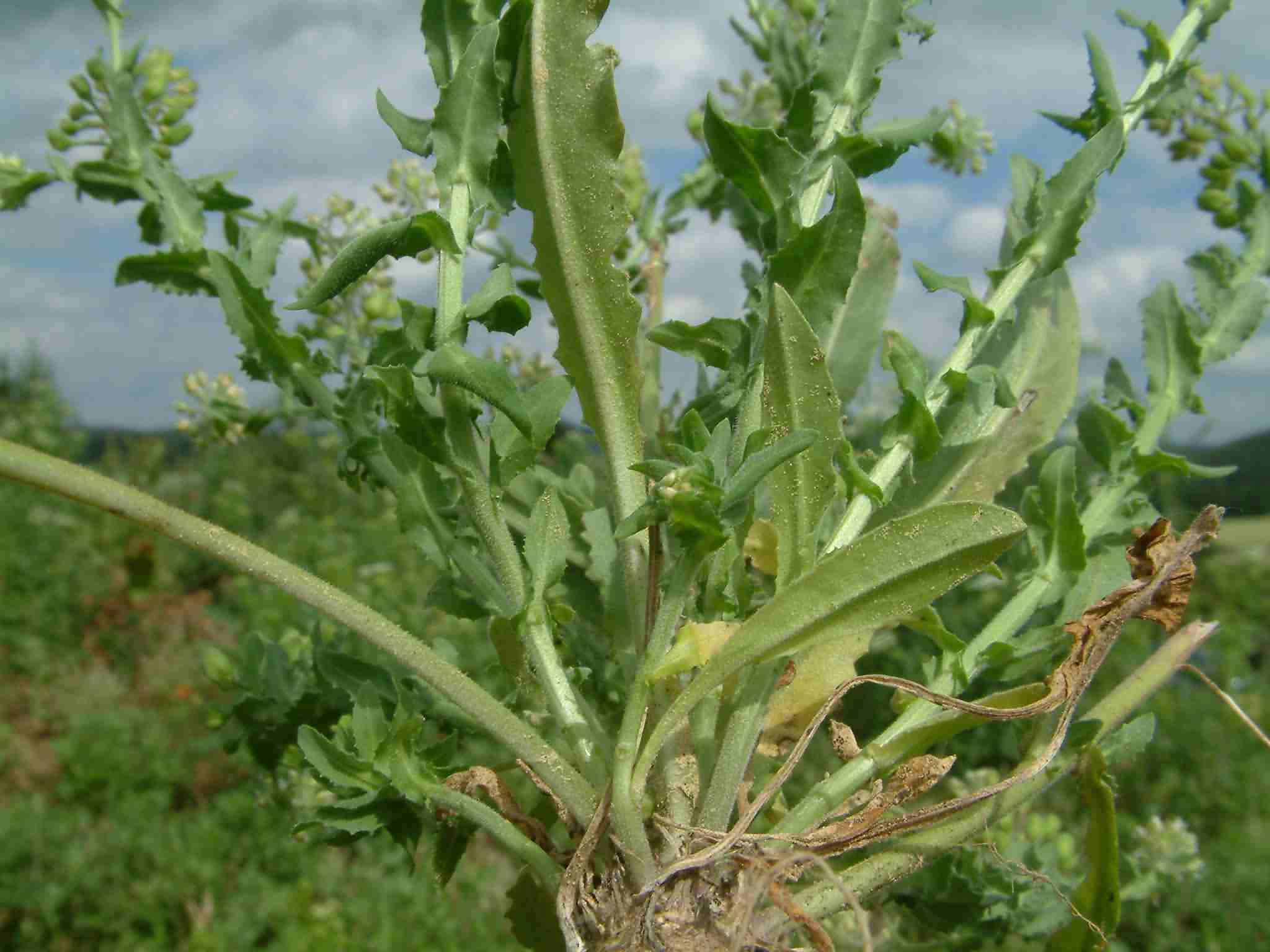 Lepidium heterophyllum 6