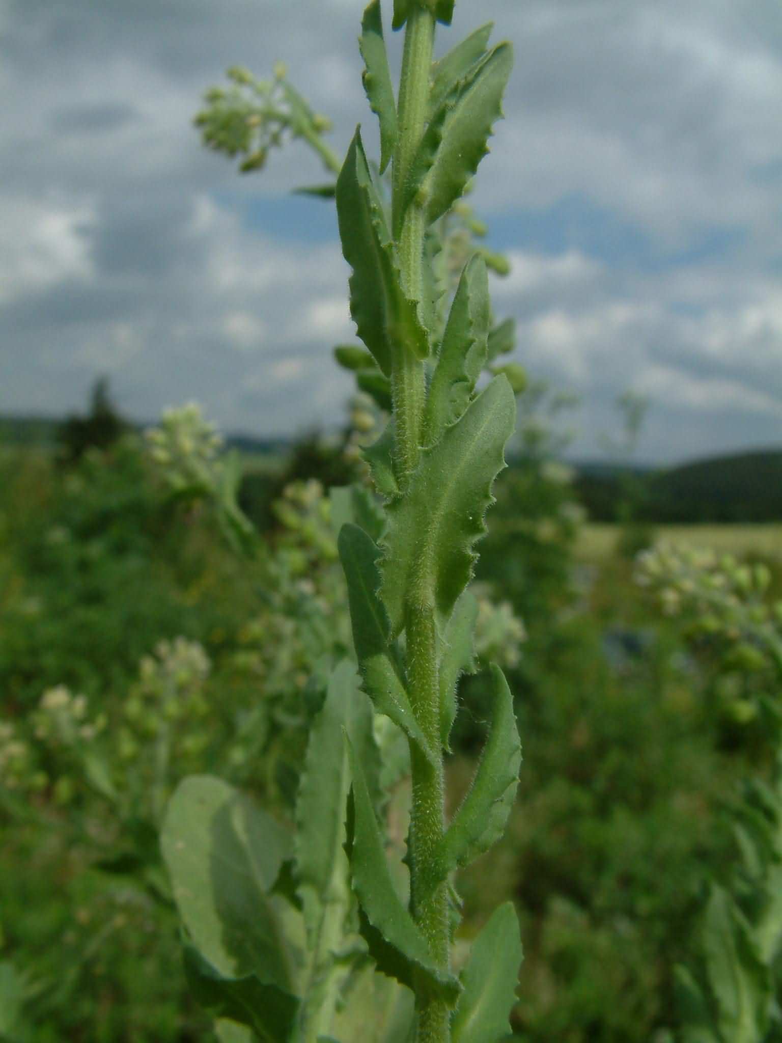 Lepidium heterophyllum 5