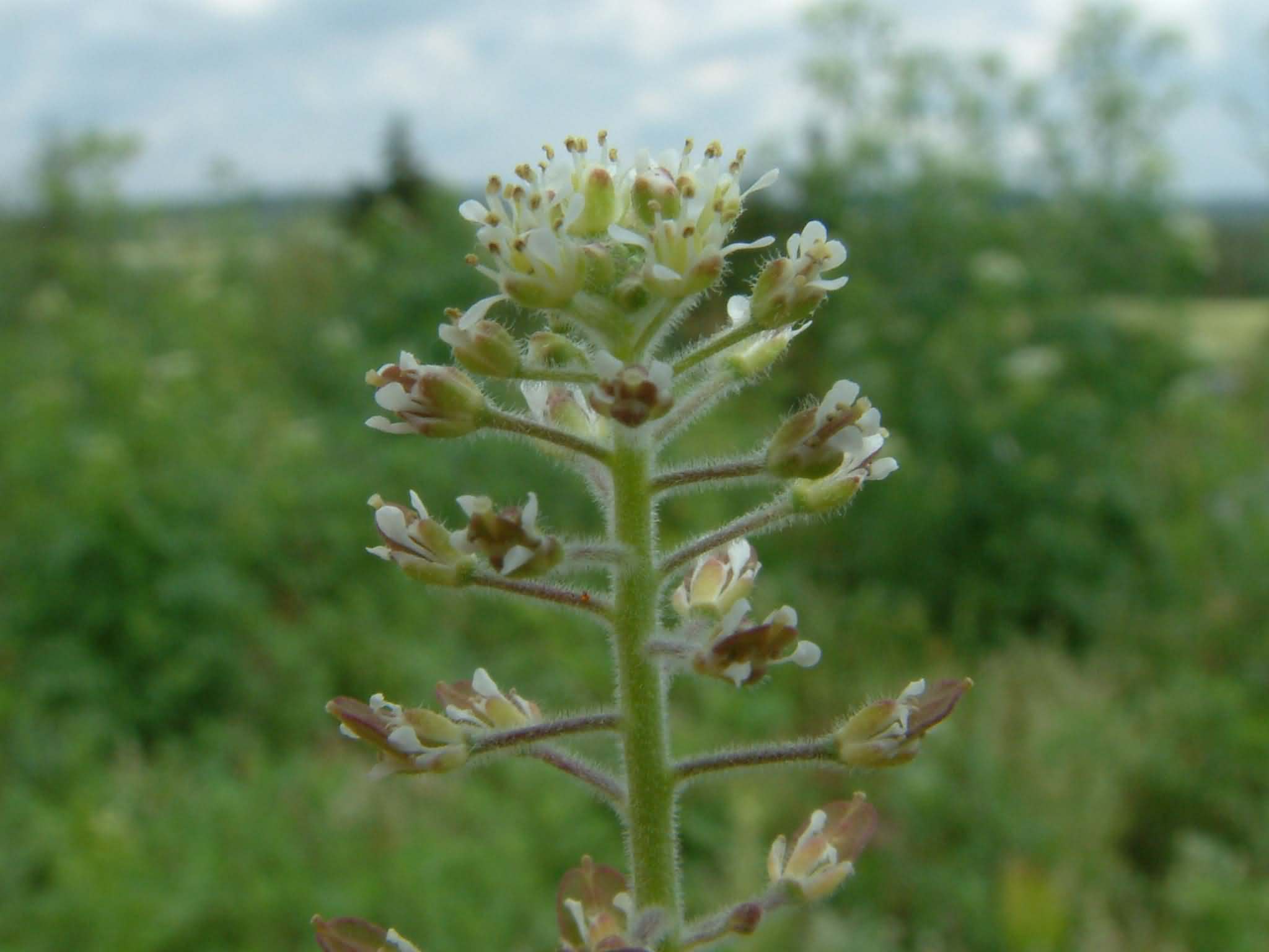 Lepidium heterophyllum 3