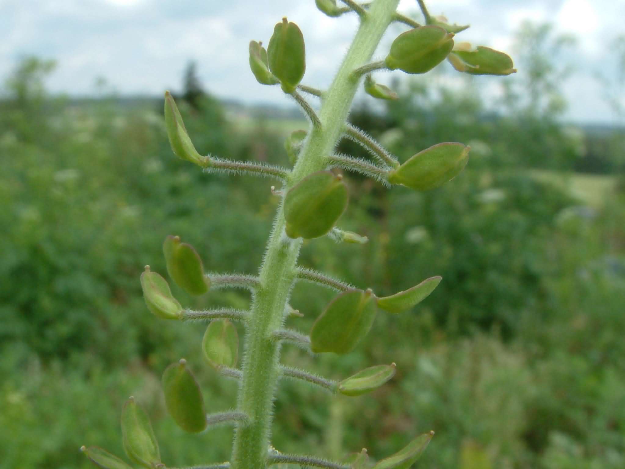 Lepidium heterophyllum 4