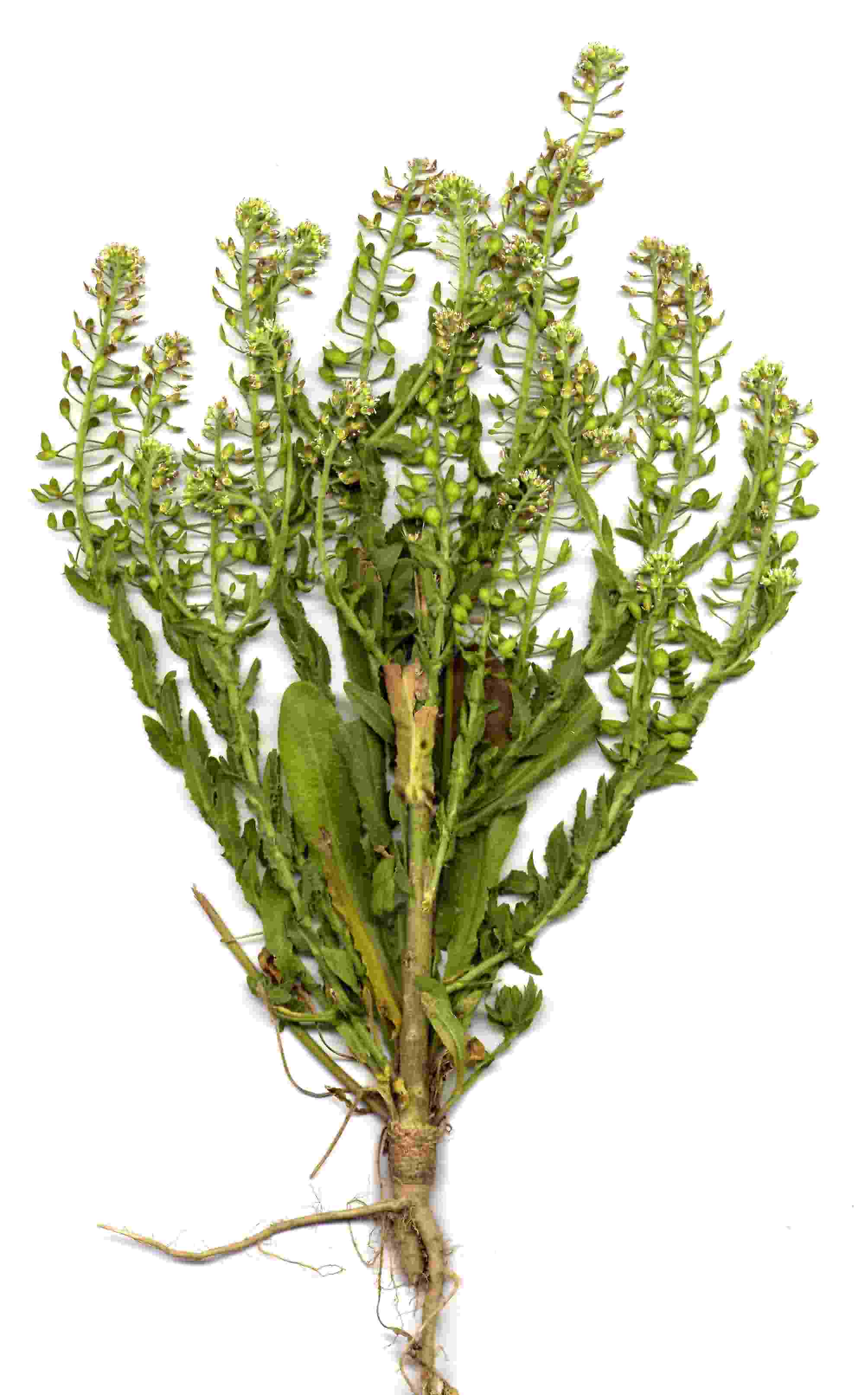 Lepidium heterophyllum 1