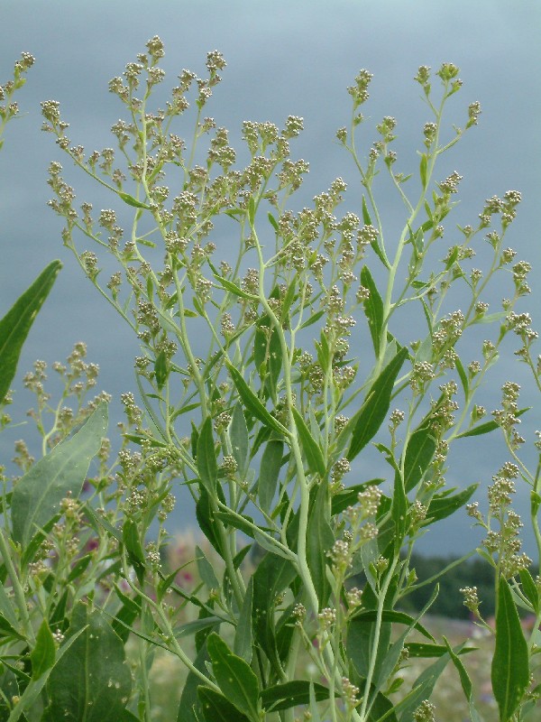 Lepidium latifolium 1