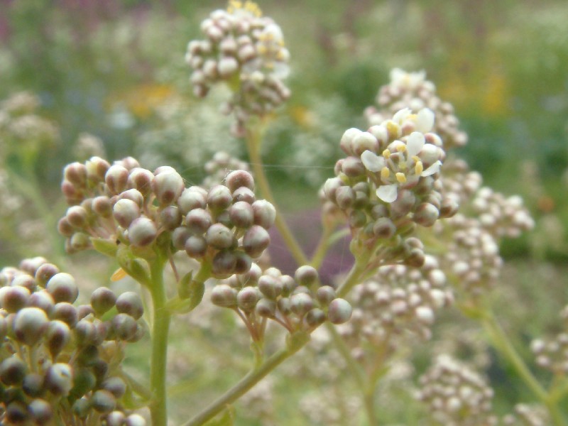 Lepidium latifolium 2