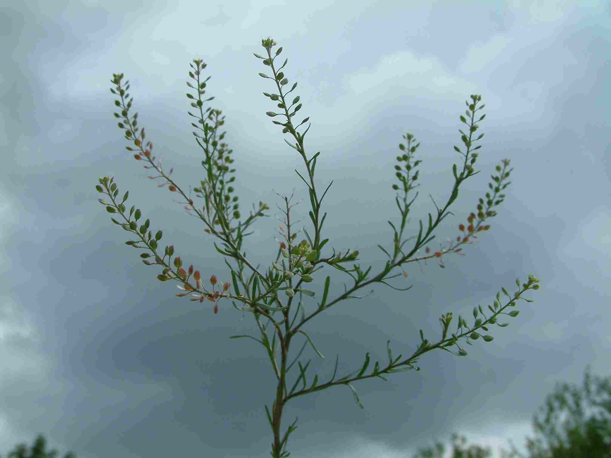 Lepidium ruderale 1