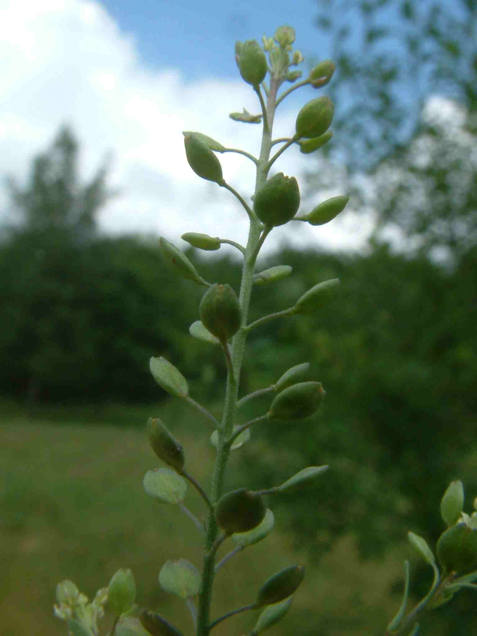 Lepidium ruderale 3