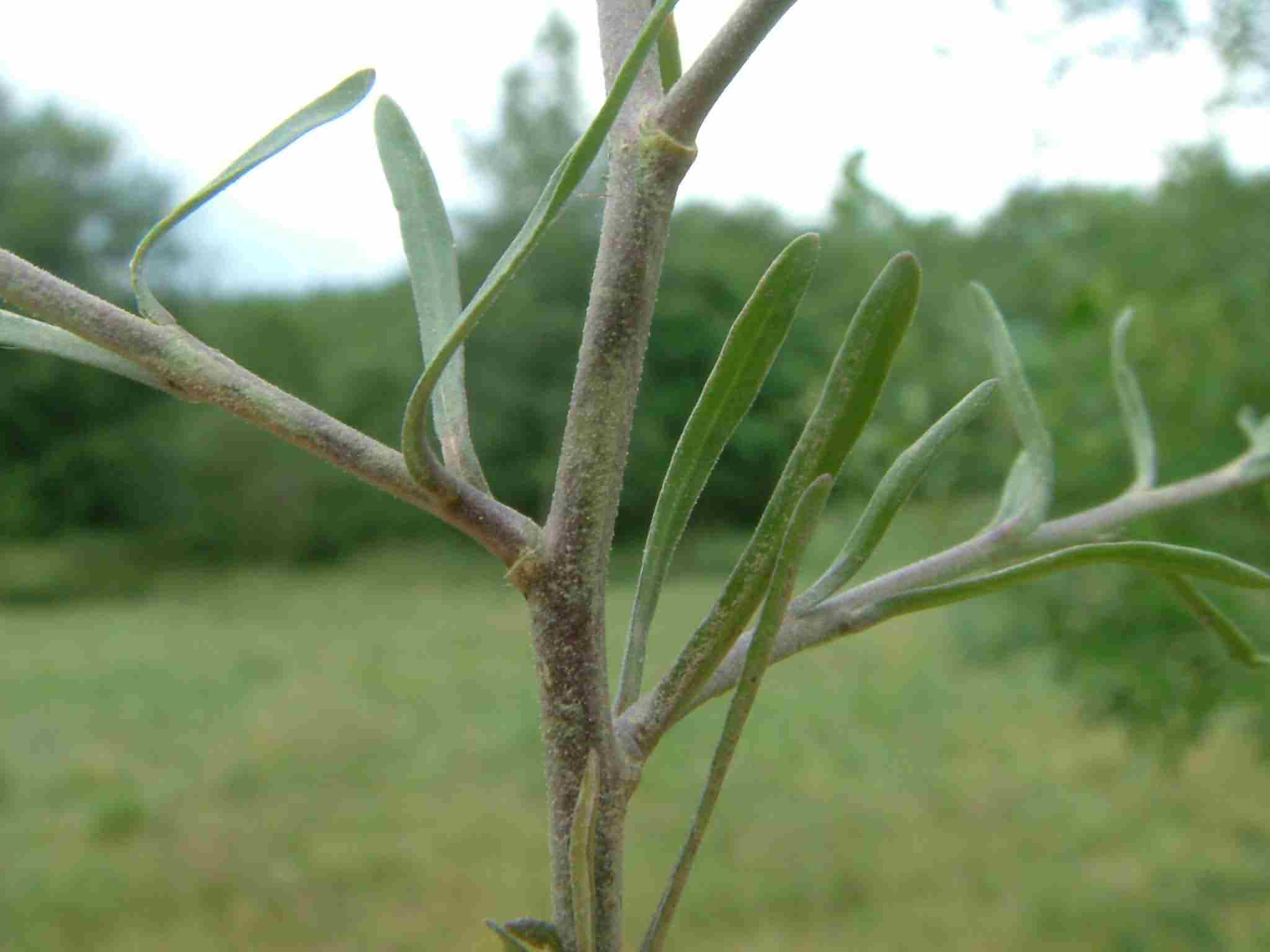 Lepidium ruderale 4