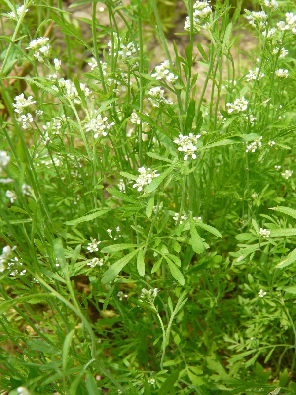 Lepidium sativum 1